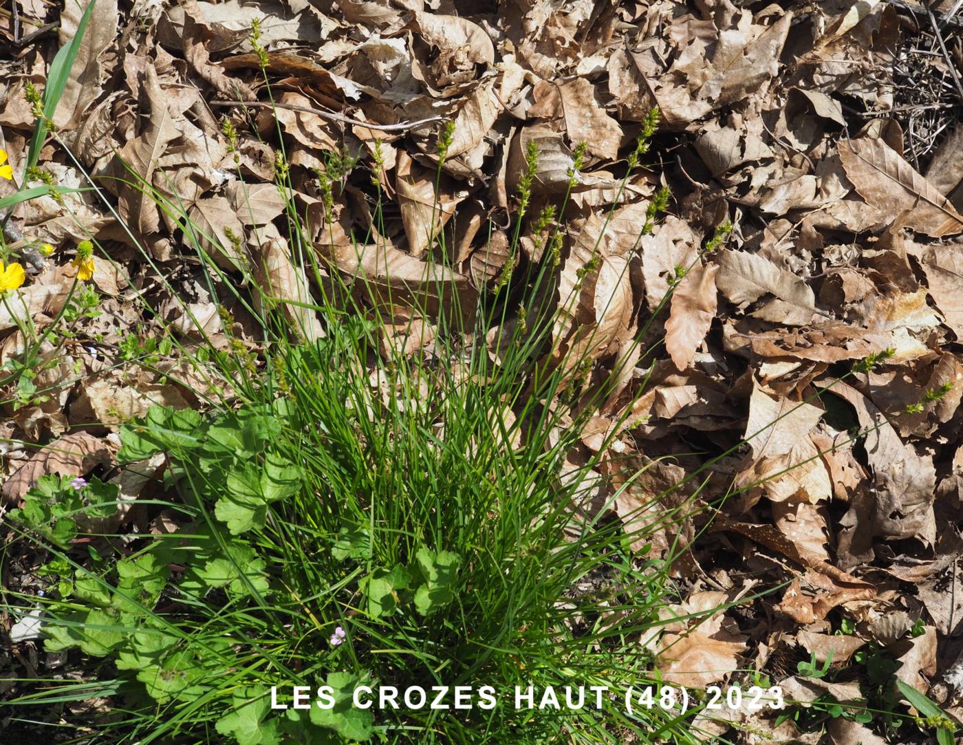 Sedge, Greater Starry plant